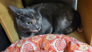 Luna aka “Rita” – Female – 2 Years Old – Rare Coat – Okay With Other Cats – Indoor Only