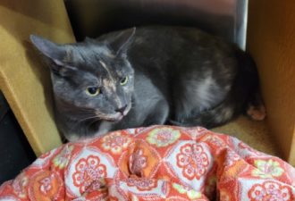 Luna aka “Rita” – Female – 2 Years Old – Rare Coat – Okay With Other Cats – Indoor Only