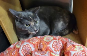 Luna aka “Rita” – Female – 2 Years Old – Rare Coat – Okay With Other Cats – Indoor Only