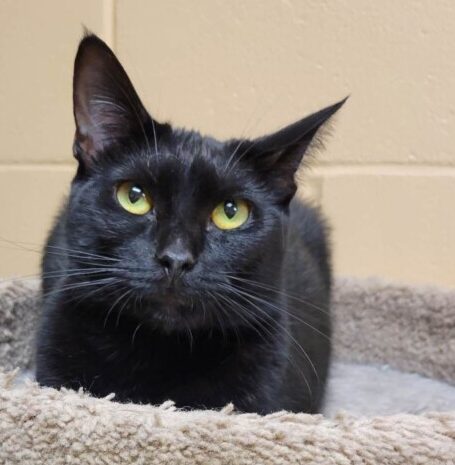 “Luna” (All Black) – Female 1 Year Old – Very Vocal, Spicey Girl!