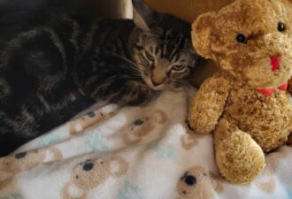 “Tyger” – 4 MO – Mellow Marble Tabby, He Loves to Play and w/ Other Cats.