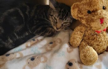 “Tyger” – 4 MO – Mellow Marble Tabby, He Loves to Play and w/ Other Cats.