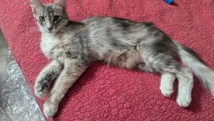 “Madison” aka “Velcro” – Recent Young Momma – Dilute Coat – Very Sweet 1 Year Old