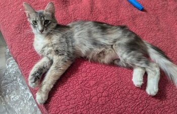 “Madison” aka “Velcro” – Recent Young Momma – Dilute Coat – Very Sweet 1 Year Old