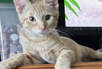 “Bradley” – 3 month old male kitten – loves TV and his siblings