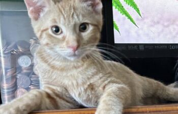 “Bradley” – 3 month old male kitten – loves TV and his siblings