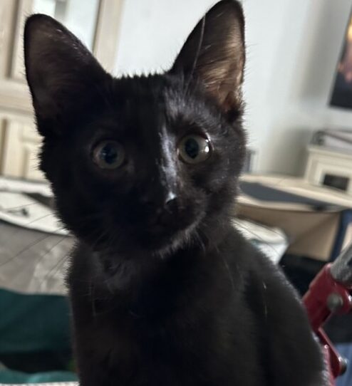 “Murray” – 3 month old male kitten – love bug