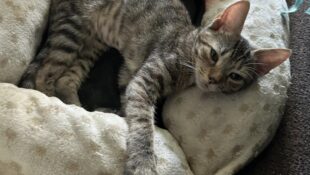 “Gabby” – beautiful 4 month old female – loves cuddles