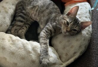 “Gabby” – beautiful 4 month old female – loves cuddles