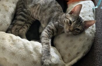 “Gabby” – beautiful 4 month old female – loves cuddles