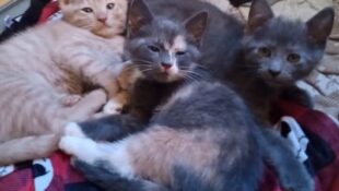 Coming attractions! Siblings – kittens