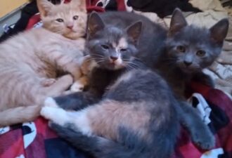 Coming attractions! Siblings – kittens