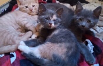 Coming attractions! Siblings – kittens