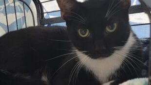 “Boots” – young female tuxedo – loves to play with other cats