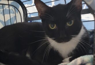 “Boots” – young female tuxedo – loves to play with other cats