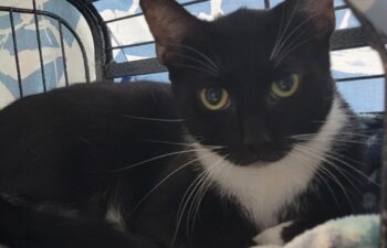 “Boots” – young female tuxedo – loves to play with other cats