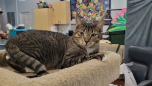 “Bronco” – beautiful striped female – knows what she wants, very smart cat!