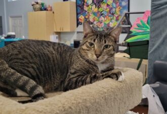 “Bronco” – beautiful striped female – knows what she wants, very smart cat!