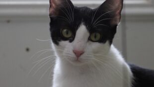 “Diva” – female tuxedo – loves other cats – good friends with “Toons”