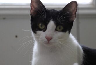 “Diva” – female tuxedo – loves other cats – good friends with “Toons”