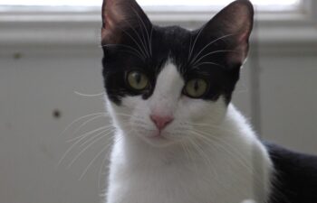 “Diva” – female tuxedo – loves other cats – good friends with “Toons”