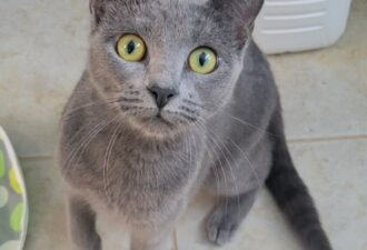 “Greycie” – all gray female – super loving