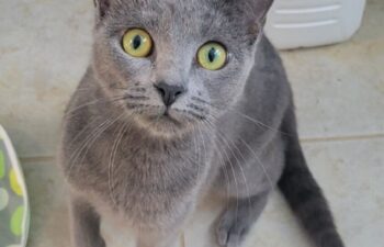 “Greycie” – all gray female – super loving