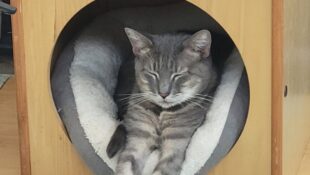 “Mimi” – very sweet female – gray striped DSH – cutest meows – waiting for her furever home