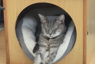 “Mimi” – very sweet female – gray striped DSH – cutest meows – waiting for her furever home