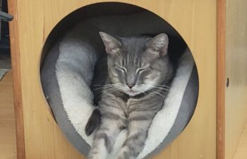 “Mimi” – very sweet female – gray striped DSH – cutest meows – waiting for her furever home