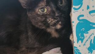 “Nyla” – very shy female tortie – loves pets but too shy to get them – moved house to house and waiting for her furever home!