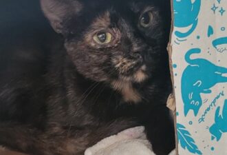 “Nyla” – very shy female tortie – loves pets but too shy to get them – moved house to house and waiting for her furever home!