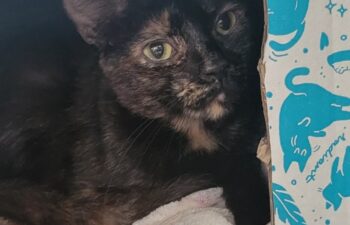 “Nyla” – very shy female tortie – loves pets but too shy to get them – moved house to house and waiting for her furever home!