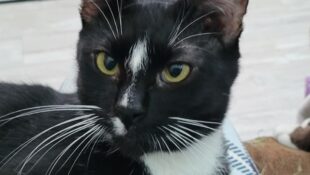 “Roscoe” – male tuxedo – gentleman and loves pets!