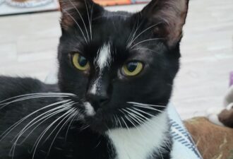 “Roscoe” – male tuxedo – gentleman and loves pets!