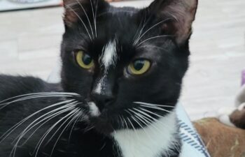 “Roscoe” – male tuxedo – gentleman and loves pets!