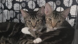 “Tyger and Twyla” – male and female BONDED twins – must stay together – loads of energy