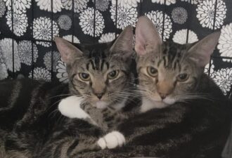 “Tyger and Twyla” – male and female BONDED twins – must stay together – loads of energy