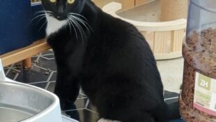 “Noir” – female tuxedo – Shy to her core but loves other cats – still learning to be loved