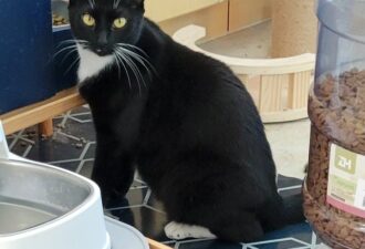 “Noir” – female tuxedo – Shy to her core but loves other cats – still learning to be loved