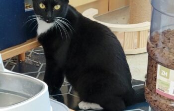 “Noir” – female tuxedo – Shy to her core but loves other cats – still learning to be loved