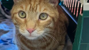 “Prince” – Declawed and surrendered – Orange Tabby – Inside cat only – Will you give this sweet boy his furever home ASAP?