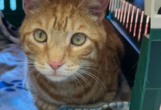 “Prince” – Declawed and surrendered – Orange Tabby – Inside cat only – Will you give this sweet boy his furever home ASAP?