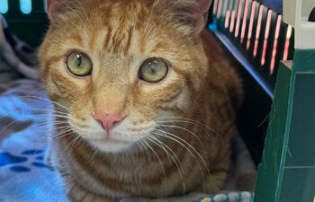 “Prince” – Declawed and surrendered – Orange Tabby – Inside cat only – Will you give this sweet boy his furever home ASAP?